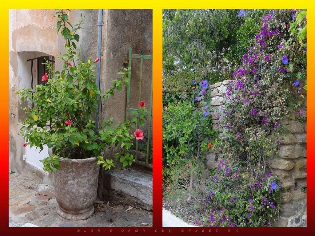 183 D23 BORMES LES MIMOSAS 1_000029.jpg
